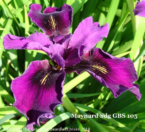 Maynard Sdg GBS 105 (4)